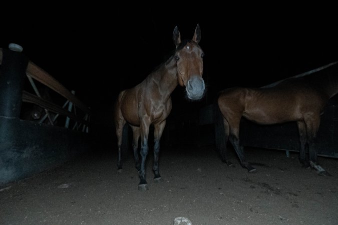 Horses in holding pen