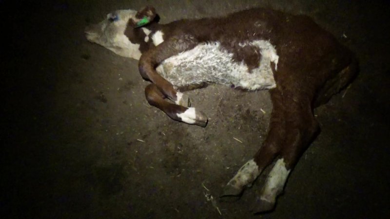 Dying calf