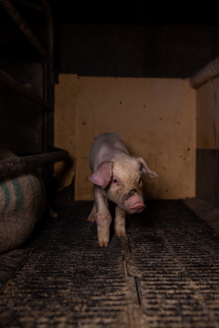 Filthy piglet with joint problem in farrowing crate