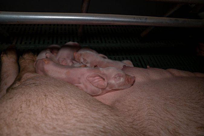 Piglet sleeping on mother in farrowing crate