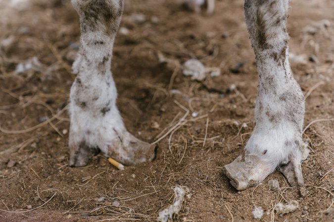 Over-grown hooves at Warwick Saleyard