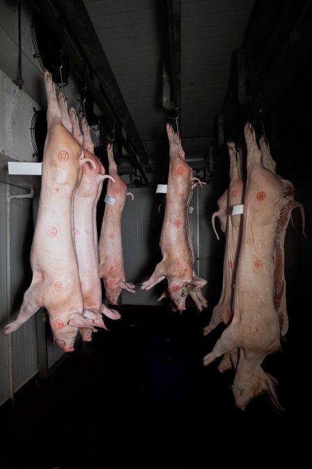 Pigs in the chiller