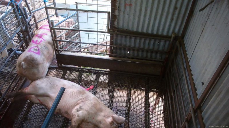 Two sows shot by rifle