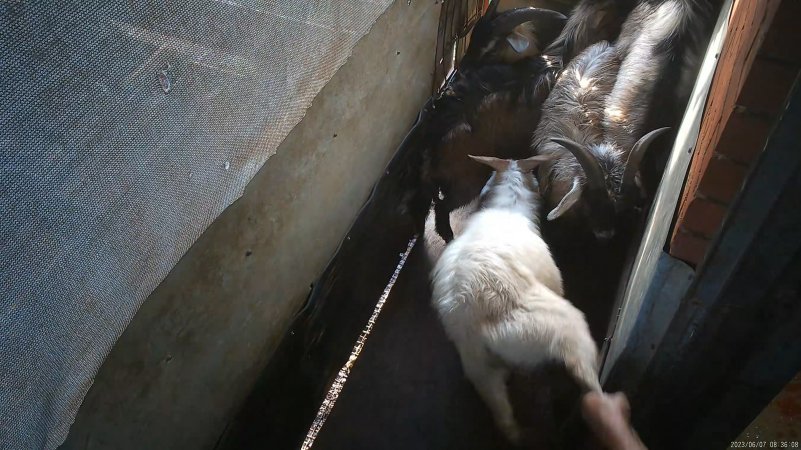 Goat resisting being dragged