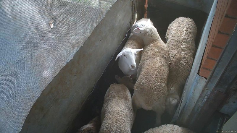 Sheep in holding pen