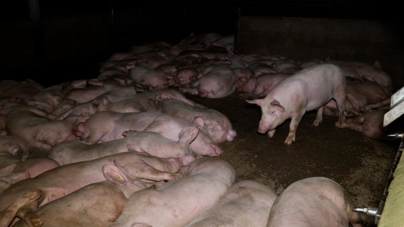 Pigs in the holding pens at Corowa Slaughterhouse