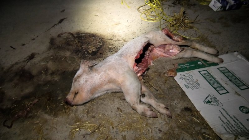A dead piglet in front of the pig pens