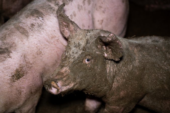 A grower pig covered in mud and faeces