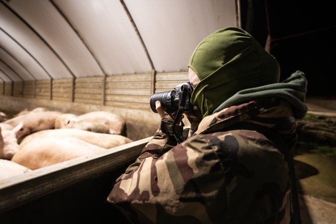An investigator photographs sows in group sow housing