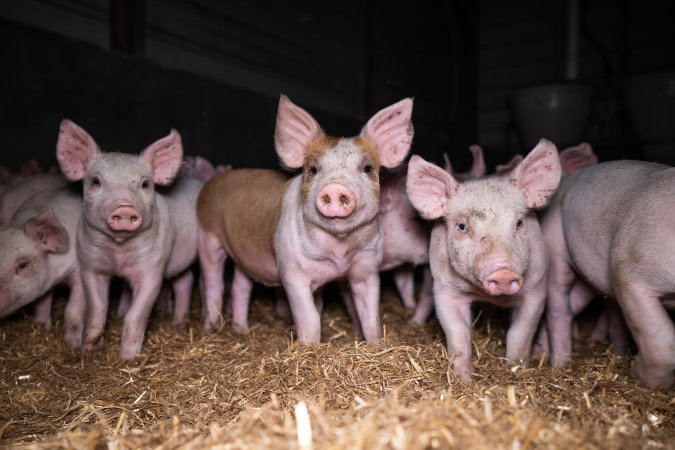 Piglets in a weaner shed