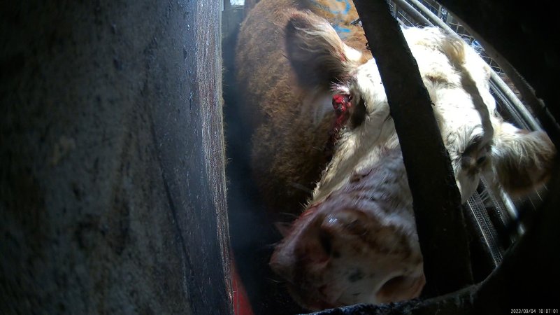 A cow with an injured eye in the knockbox