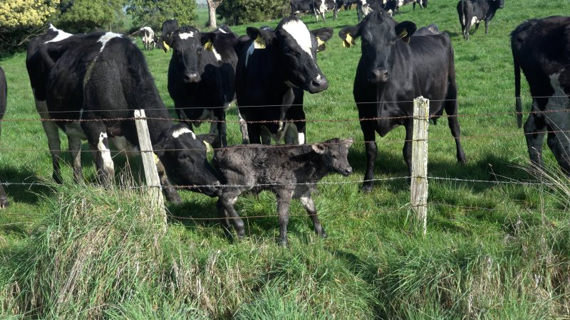 Mothers and a newborn calf