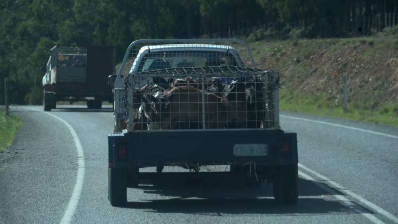 Bobby calves being transported to slaughter