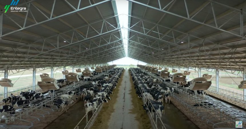 Intensive dairy shed