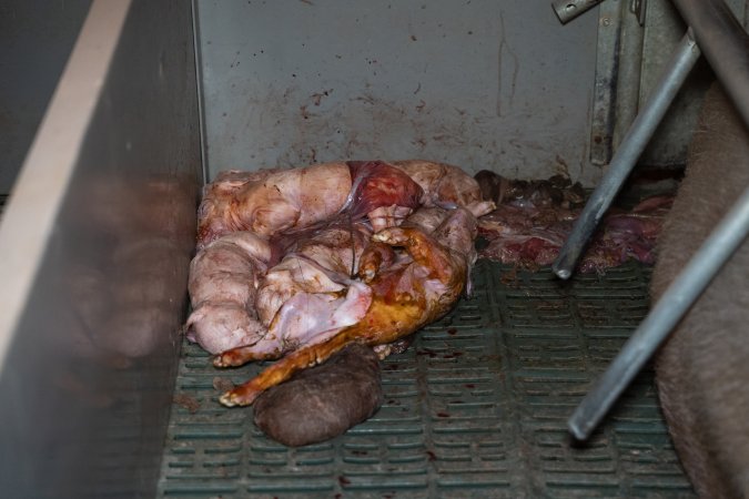Stillborn piglets in a farrowing crate