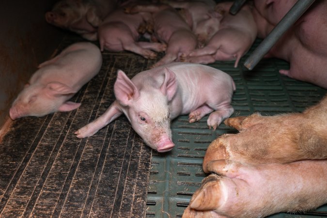 Piglets in a farrowing crate