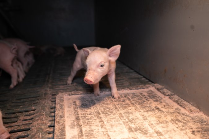 Piglet in a farrowing crate