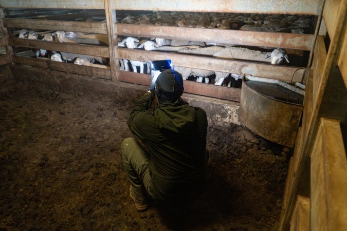 Activist filming sheep in holding pens