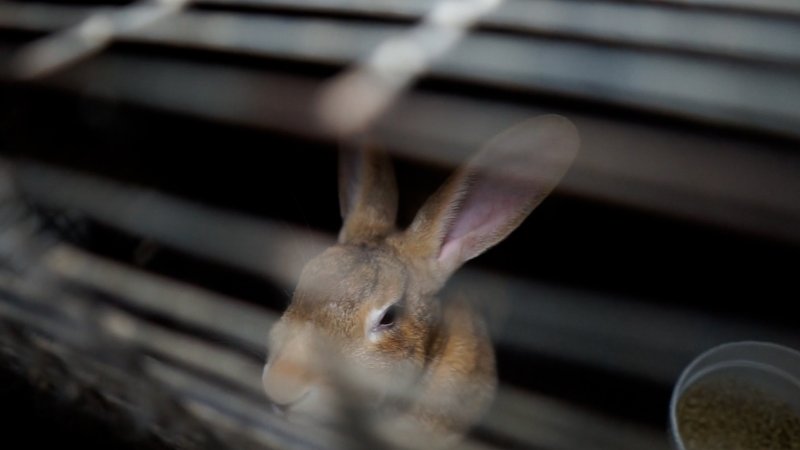 Brown rabbit in a cage