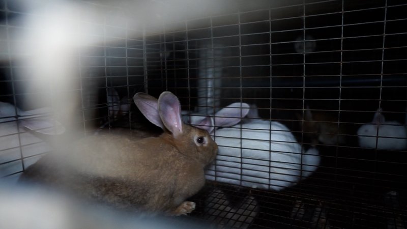 Brown and white rabbits in cages