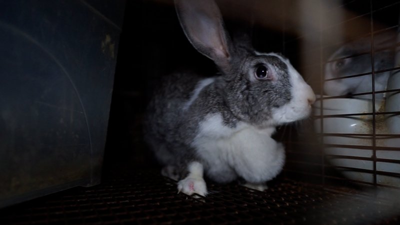 Caged rabbit with growth and injured foot