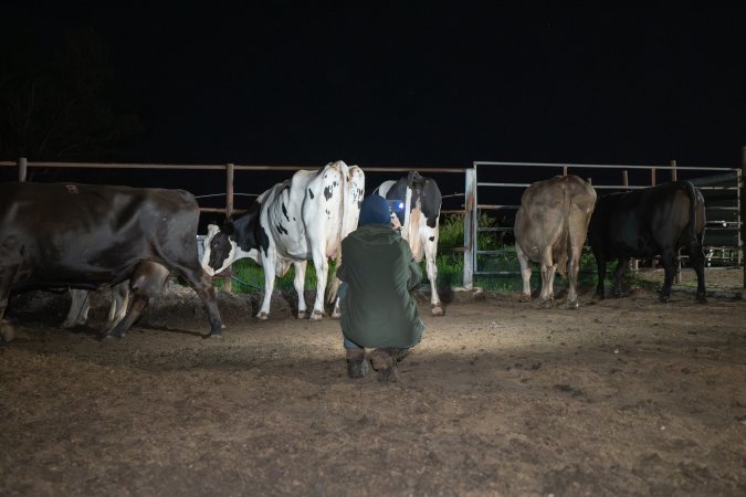 Investigator films cows in the holding pens