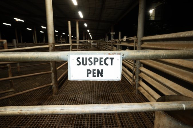 Suspect pen in cattle slaughterhouse holding pens