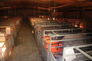 Farrowing Crates at Balpool Station Piggery NSW - Looking down aisle of farrowing shed - Captured at Balpool Station Piggery, Niemur NSW Australia.