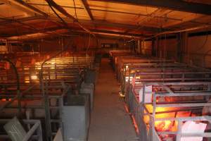 Farrowing Crates at Balpool Station Piggery NSW - Looking down aisle of farrowing shed - Captured at Balpool Station Piggery, Niemur NSW Australia.