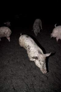 Grower pigs living in excrement - Australian pig farming - Captured at Wally's Piggery, Jeir NSW Australia.