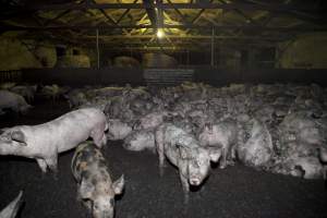 Grower pigs packed in - Australian pig farming - Captured at Wally's Piggery, Jeir NSW Australia.