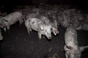 Grower pigs packed in - Australian pig farming - Captured at Wally's Piggery, Jeir NSW Australia.
