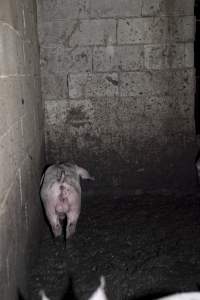 Grower pig in excrement-covered pen - Australian pig farming - Captured at Wally's Piggery, Jeir NSW Australia.