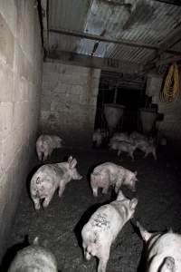 Grower pigs in excrement-covered pen - Australian pig farming - Captured at Wally's Piggery, Jeir NSW Australia.