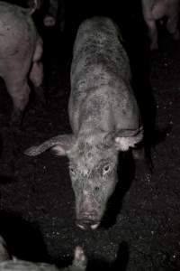 Grower pigs in excrement - Australian pig farming - Captured at Wally's Piggery, Jeir NSW Australia.