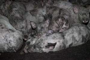 Grower pigs sleeping on top of each other - Australian pig farming - Captured at Wally's Piggery, Jeir NSW Australia.