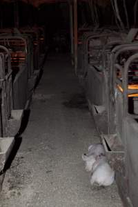 Piglets loose in aisle of farrowing shed - Captured at Wally's Piggery, Jeir NSW Australia.