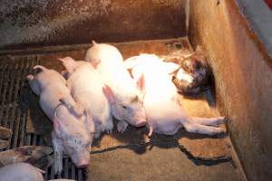 Cat sleeping in farrowing crate with piglets - Australian pig farming - Captured at Wally's Piggery, Jeir NSW Australia.