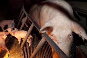Sow with piglets - Australian pig farming - Captured at Wally's Piggery, Jeir NSW Australia.