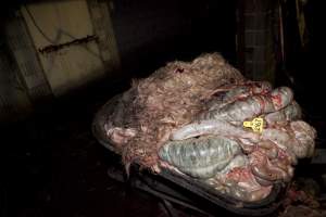 Wheelbarrow full of guts in slaughter room - Australian pig farming - Captured at Wally's Piggery, Jeir NSW Australia.