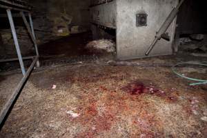 Bloody floor of slaughter room - Scalding tank in the background with pile of fur and skin underneath - Captured at Wally's Piggery, Jeir NSW Australia.
