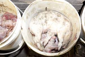 Bucket full of dead piglets - Australian pig farming - Captured at Wally's Piggery, Jeir NSW Australia.