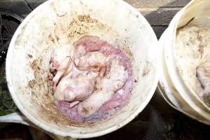 Bucket full of dead piglets - Australian pig farming - Captured at Wally's Piggery, Jeir NSW Australia.