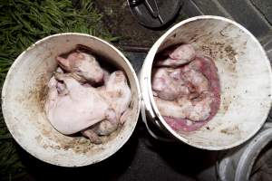 Buckets full of dead piglets - Australian pig farming - Captured at Wally's Piggery, Jeir NSW Australia.