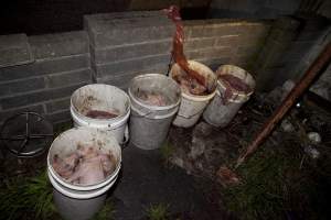 Buckets full of dead piglets - Australian pig farming - Captured at Wally's Piggery, Jeir NSW Australia.