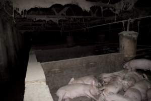 Grower/finisher pigs in concrete pens - Australian pig farming - Captured at Wally's Piggery, Jeir NSW Australia.