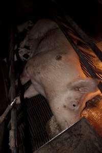 Sow with pressure sore - Australian pig farming - Captured at Wally's Piggery, Jeir NSW Australia.