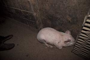 Loose pig huddled in corner - Australian pig farming - Captured at Wally's Piggery, Jeir NSW Australia.