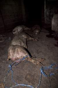 Dead pigs in slaughter room - Australian pig farming - Captured at Wally's Piggery, Jeir NSW Australia.
