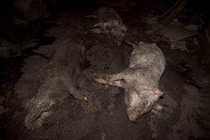 Dead pigs in slaughter room - Australian pig farming - Captured at Wally's Piggery, Jeir NSW Australia.